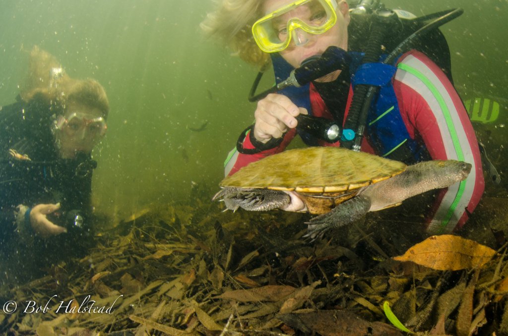Rainforest-scuba-diving-freshwater-tour-dive-platypus-Finch Hatton-Mackay-Padi-sun-water-fun-education-Queensland-fish-turtle